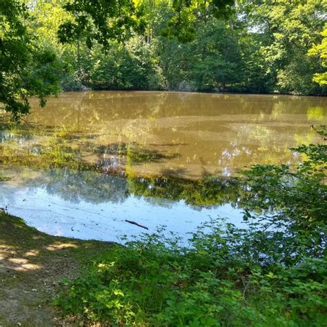 evees|mare aux evees fontainebleau.